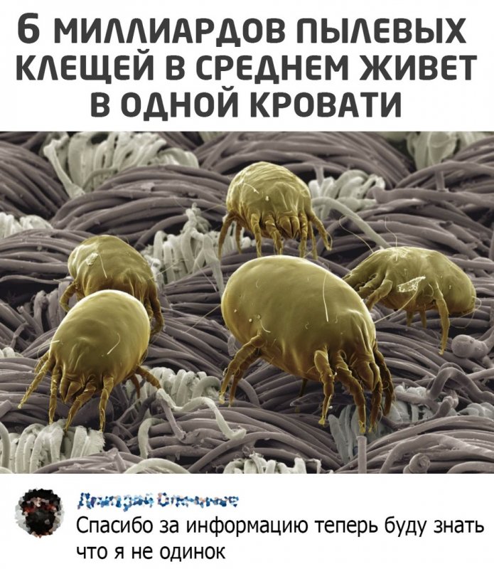 Чесоточный зудень (Sarcoptes scabiei)