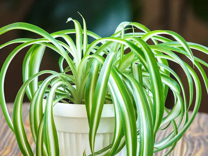 Хлорофитум хохлатый Chlorophytum comosum