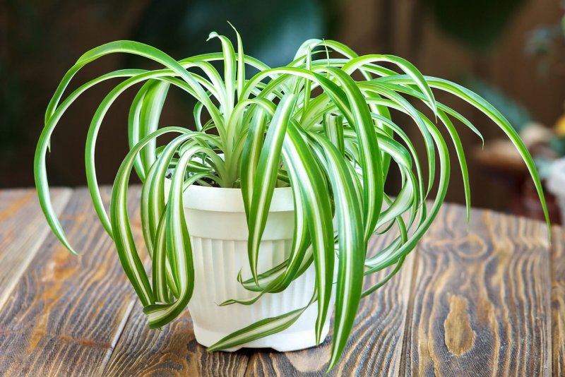 Plant Augusta