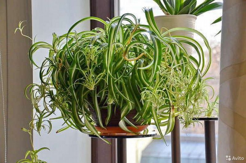 Хлорофитум Капский Chlorophytum