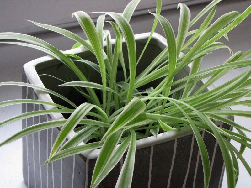 Хлорофитум Капский Chlorophytum