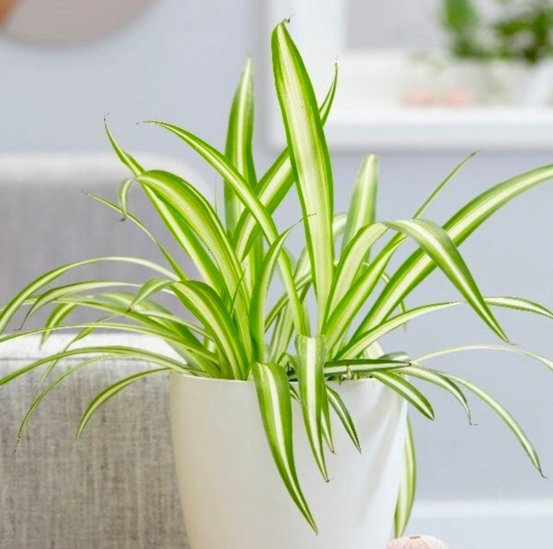 Хлорофитум хохлатый Chlorophytum comosum