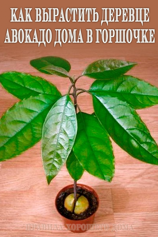 Домашнее дерево авокадо