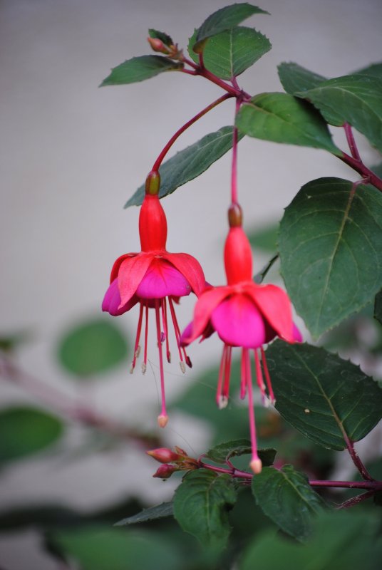 Фуксия микс Fuchsia