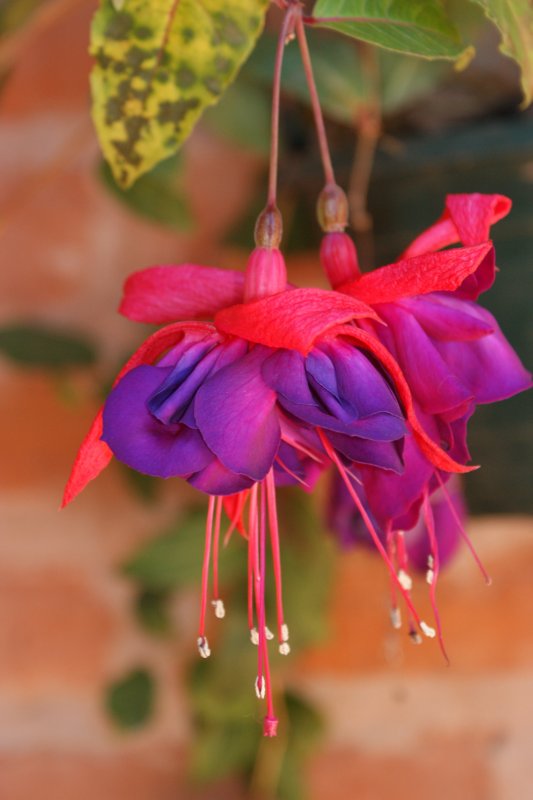 Фуксия Fuchsia