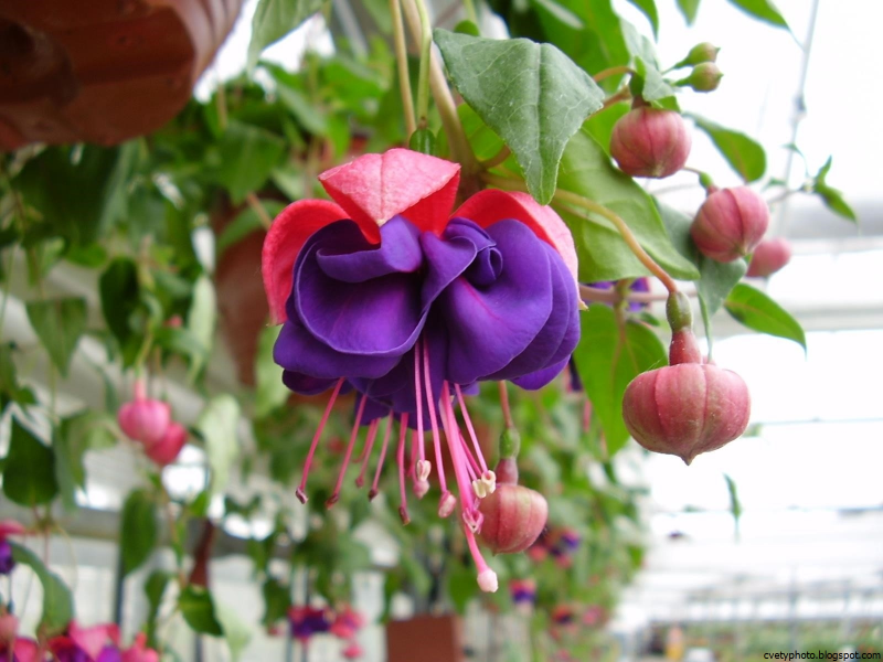 Фуксия Bella Fuchsia Vera