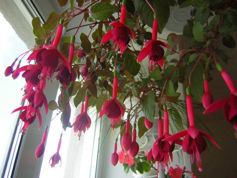 Фуксия Fuchsia