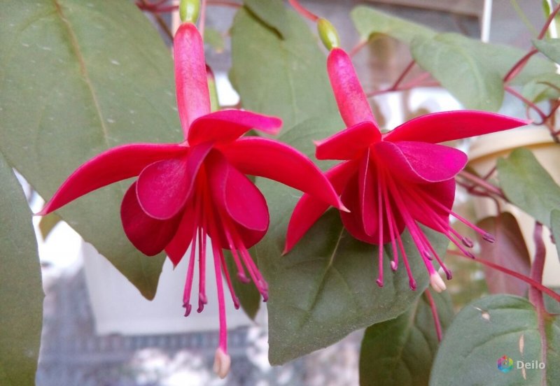 Фуксия Fuchsia