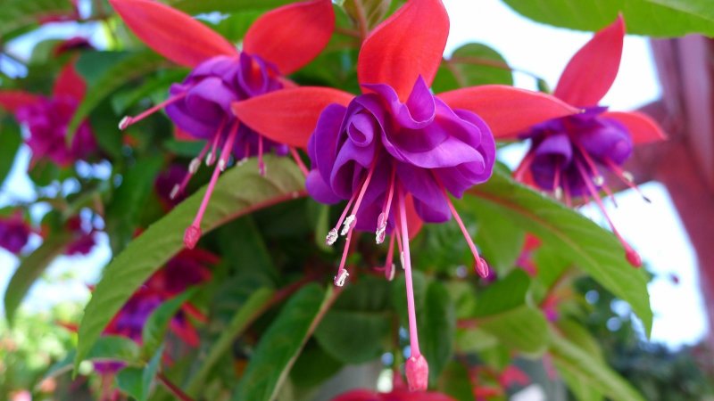 Фуксия Bella Fuchsia Soila