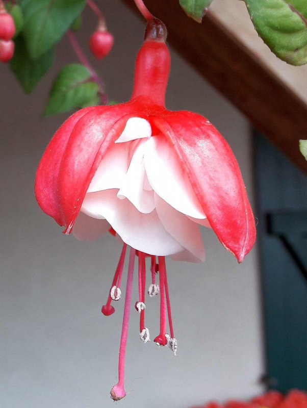 Фуксия florama