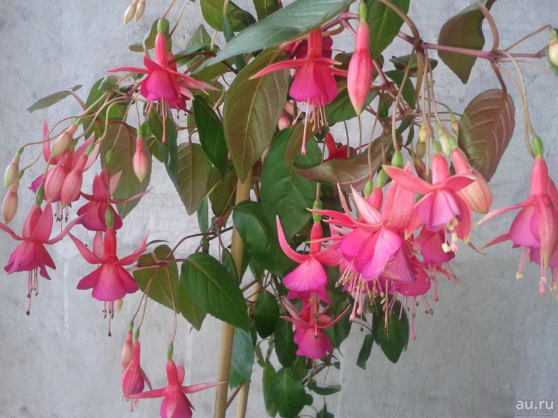 Hybrid Flower фуксия