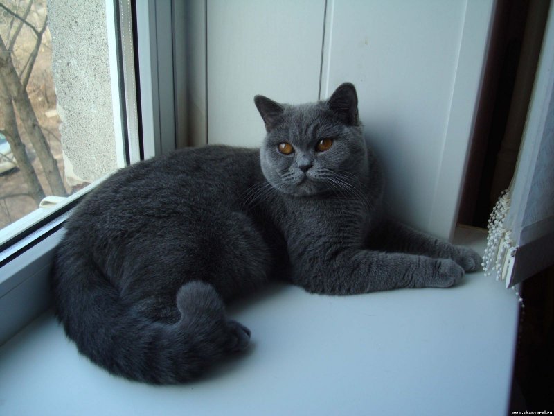 Кот домашний британский