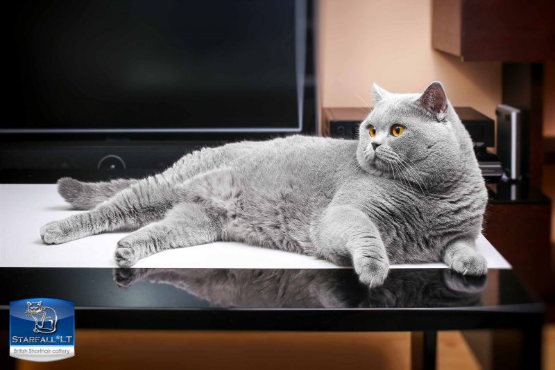 Большой британский кот