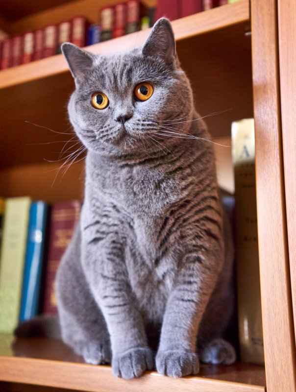 Кошачий алфавит Британская короткошерстная