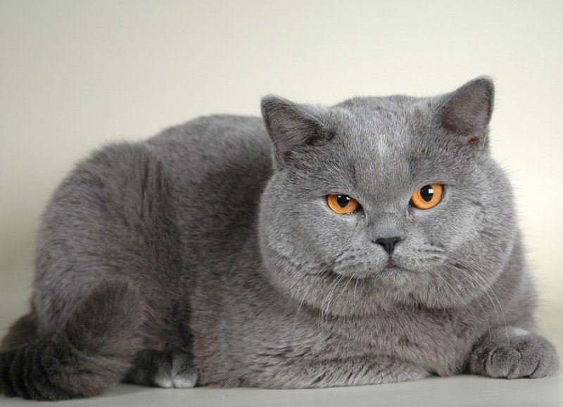 Шотландская голубая кошка прямоухая