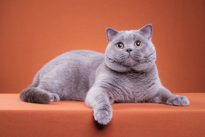 Кот Бася британец