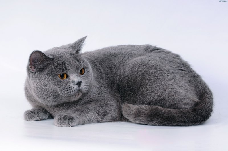 Кот британец серый