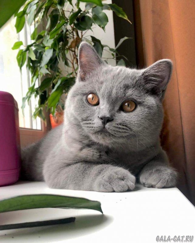 Голубой британец кот