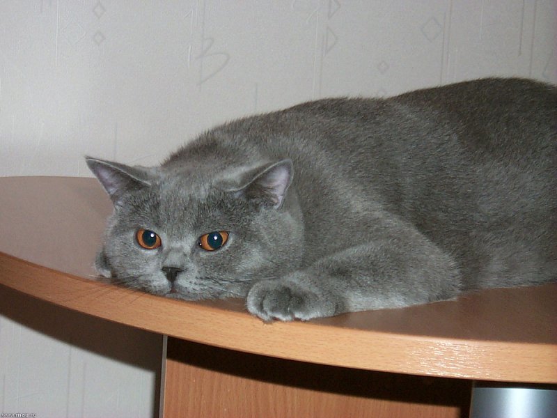 Бусый кот
