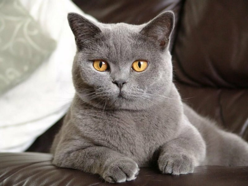 Британская голубая кошка фото