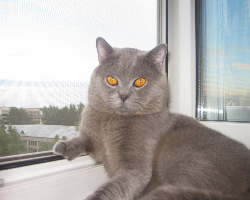 Британский кот на окне