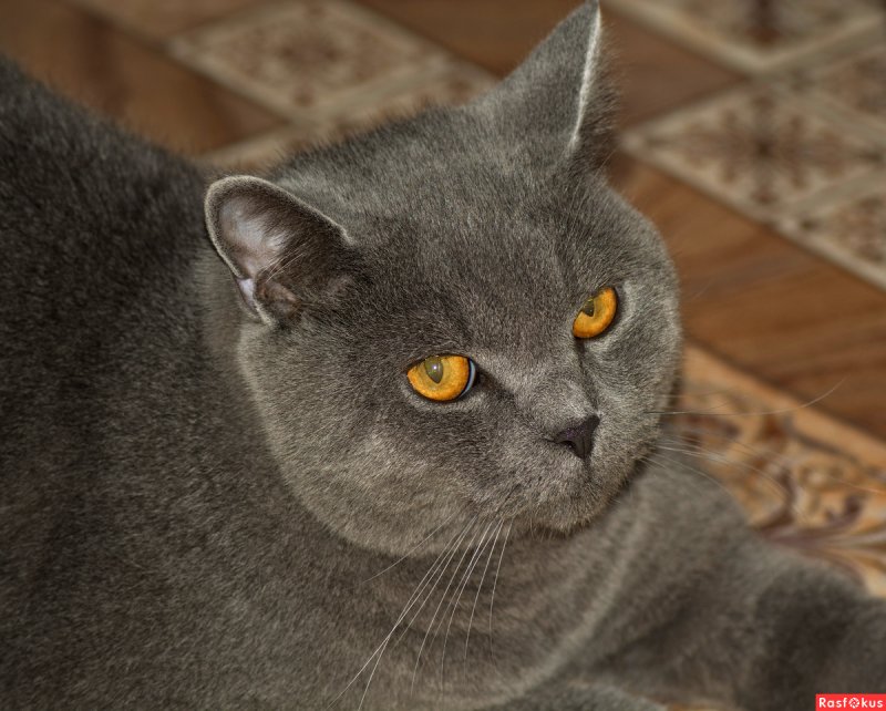 Британские котята с желтыми глазами