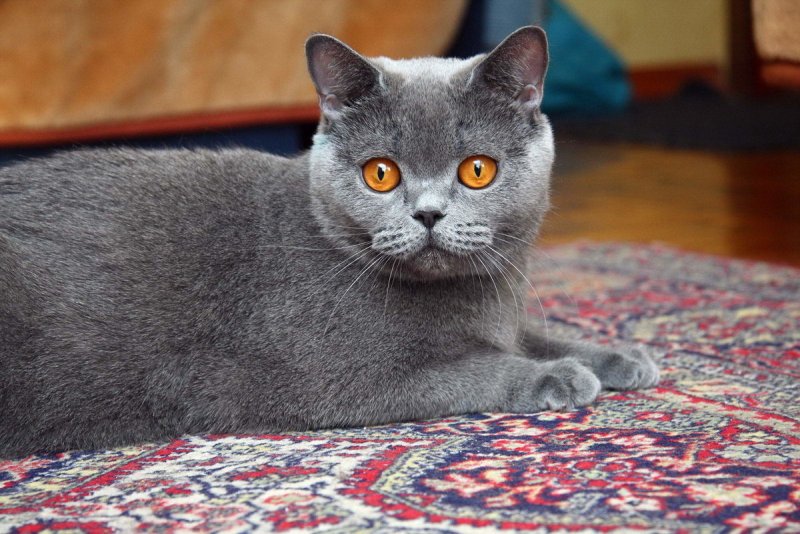 Британская короткошёрстная кошт