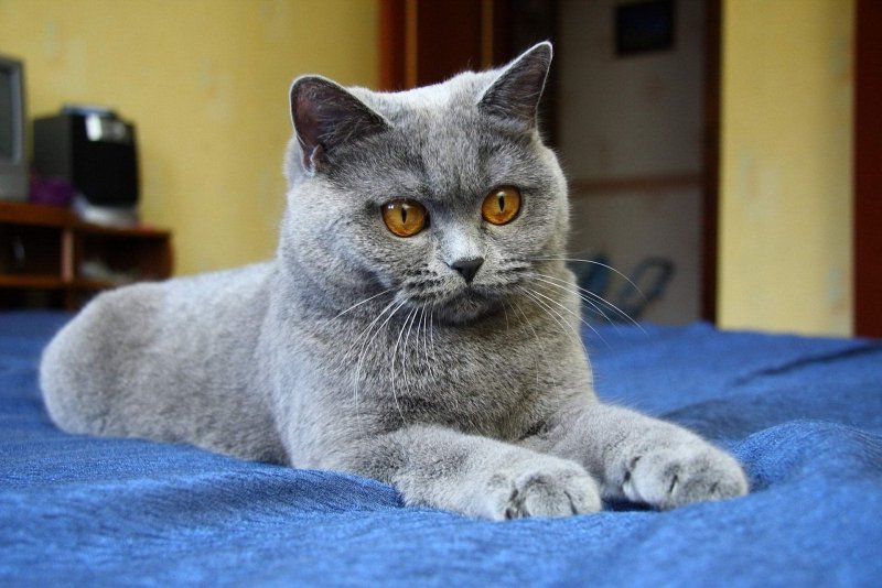 Кот Бася британец