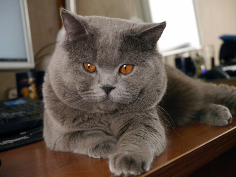 Британский кот плюшка