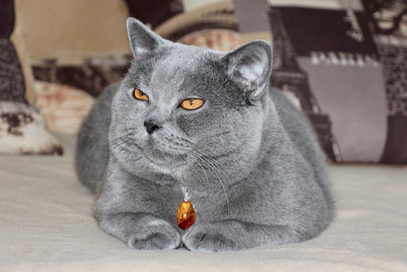 Сиамско британский кот