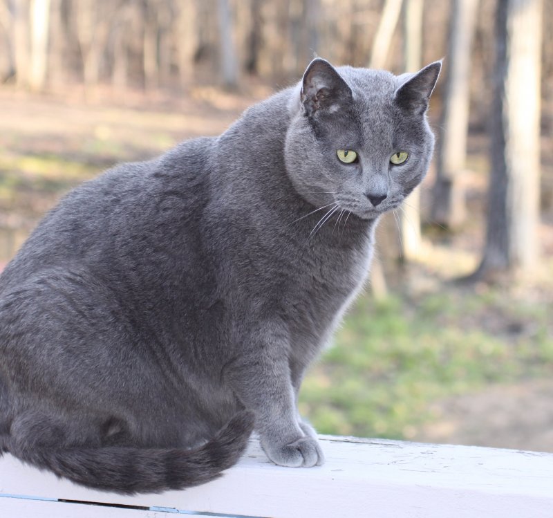 Кошка породы Корат кот британец
