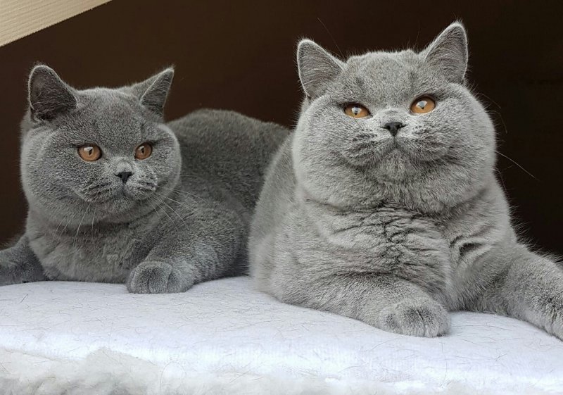 Британская кошка короткошерстная б
