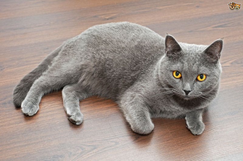 Британская короткошёрстная кошка