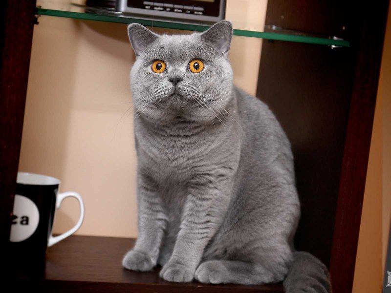 Домашние кошки британец
