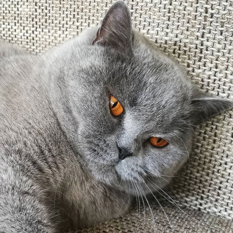 Голубой британец кот