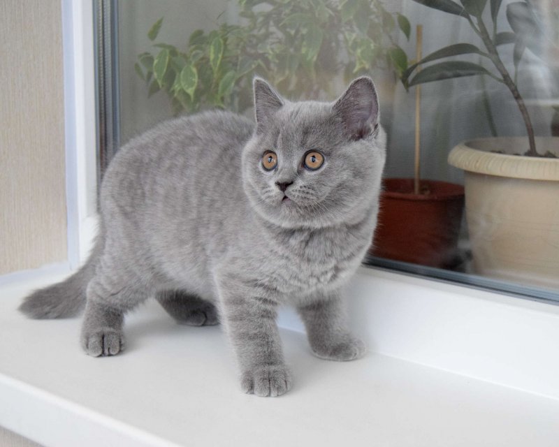 Домашний кот британец