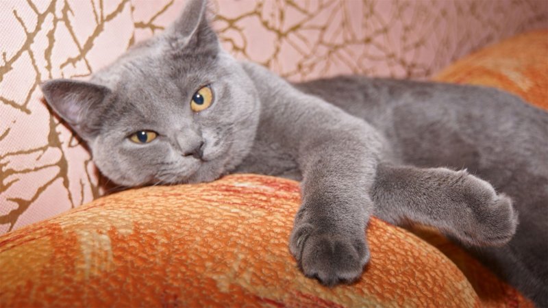 Кот Бася британец