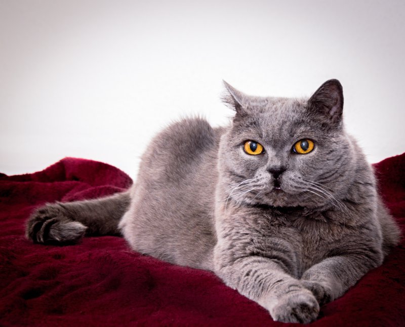 Британская кошка коротко