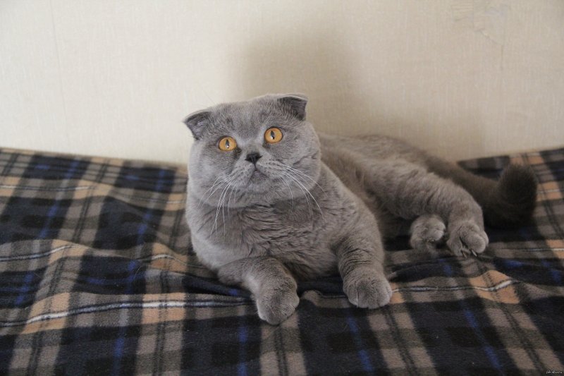 Шотландская вислоухая кошка серая дымчатая