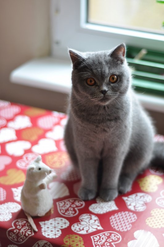 Британская короткош... Кошка