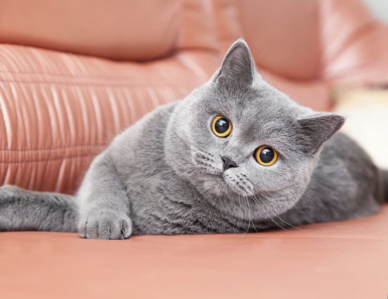 Британская кошка короткошерстная серая