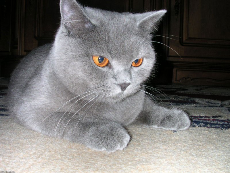 Домашние кошки британские