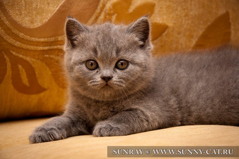 Кот Вильям британский короткошерстный