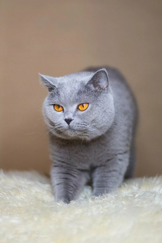Котики серые британцы