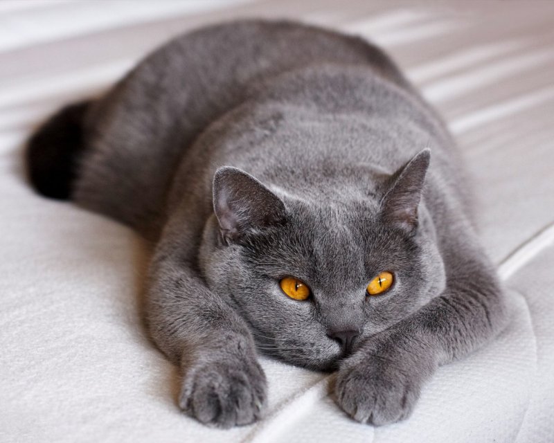 Коричневые британские котята фото
