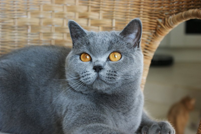 Британская короткошерстная