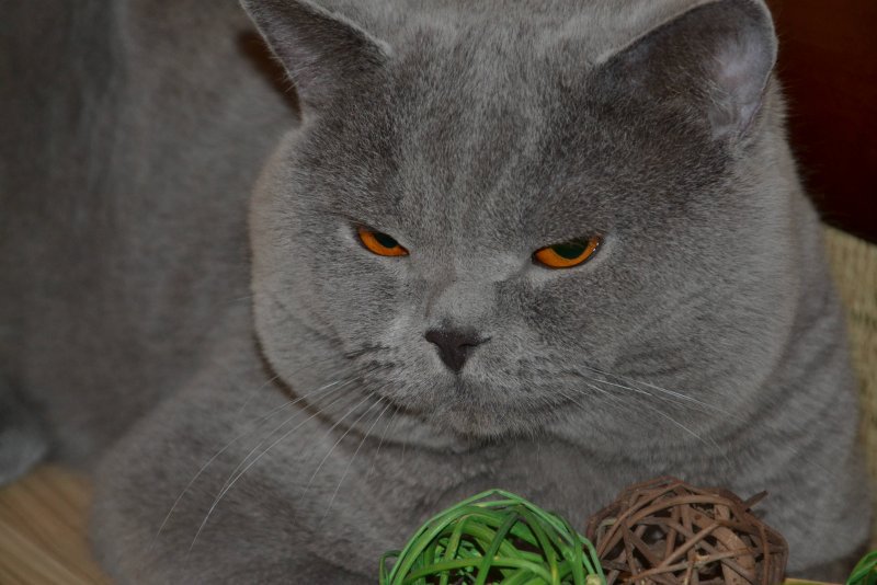 Полу британские коты