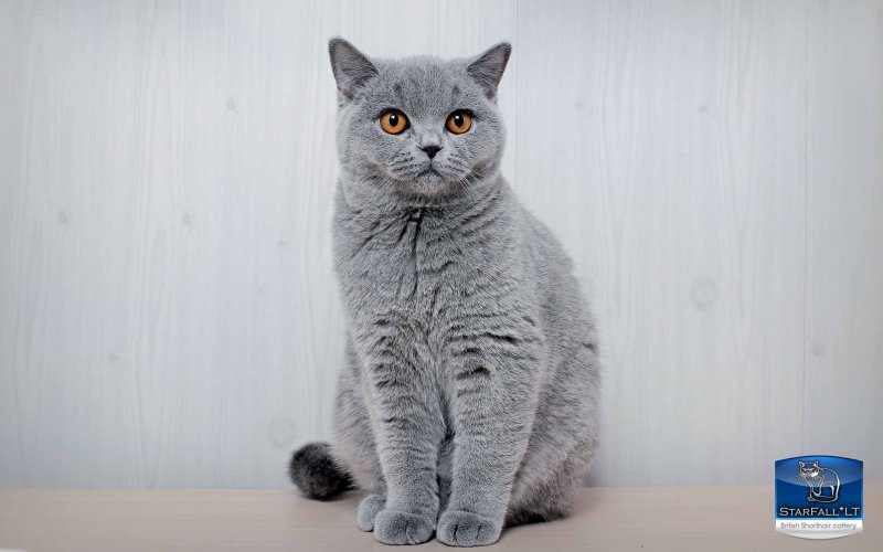 Британский короткошерстный кот серый