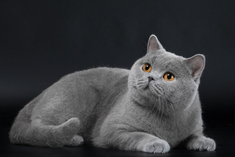 Картезианская кошка британец