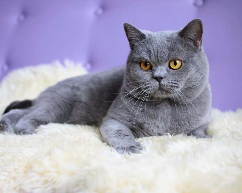 Британский короткошерстный кот толстый